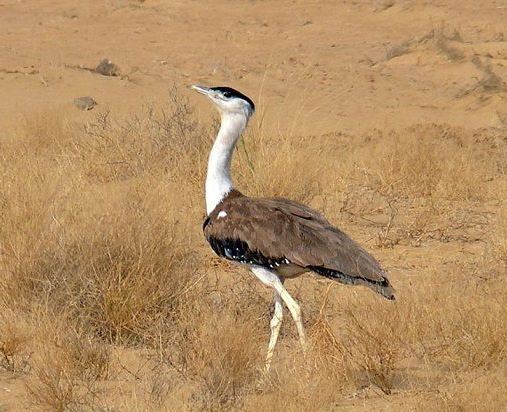 Great Indian Bustard