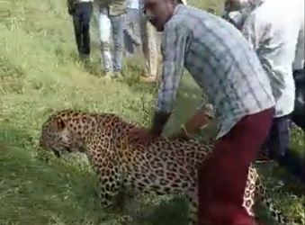 Madhya Pradesh - Leopard
