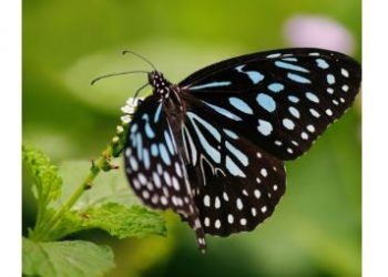 Odisha Sambalpur butterfly park