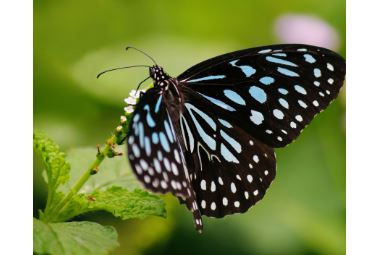 Odisha Sambalpur butterfly park