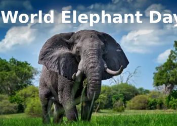 World Elephant Day Odisha