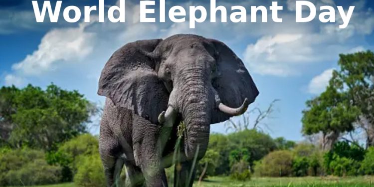 World Elephant Day Odisha
