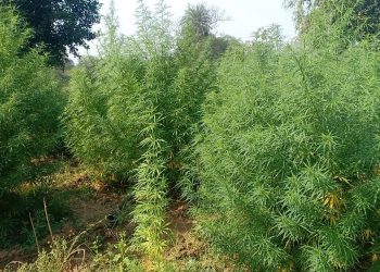 Rayagada turns hub of ganja cultivation