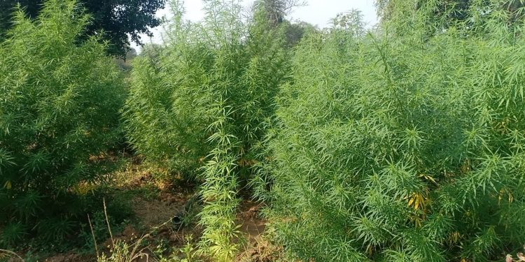 Rayagada turns hub of ganja cultivation