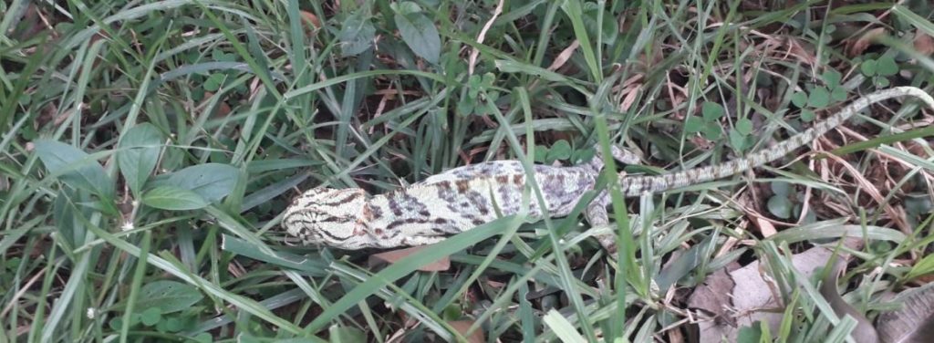 Endangered chameleon seen in Dhenkanal forest