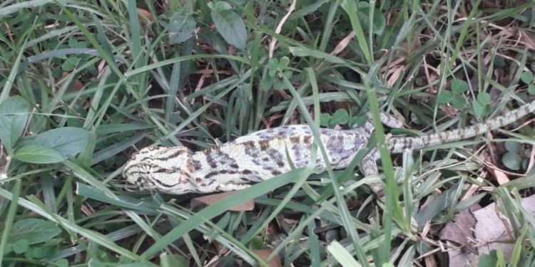 Endangered chameleon seen in Dhenkanal forest