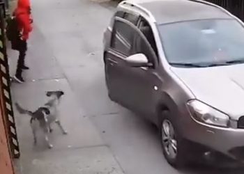 Watch: Dog saves girl from robbery