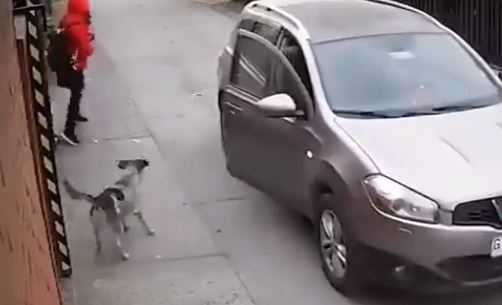 Watch: Dog saves girl from robbery