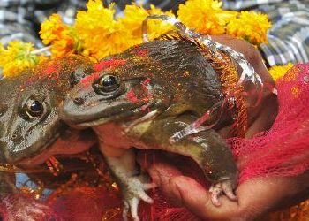 Farmers organise frog wedding