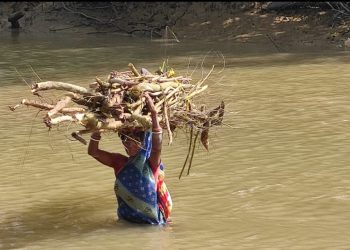 Women cross croc-infested river to earn livelihood in Kendrapara district