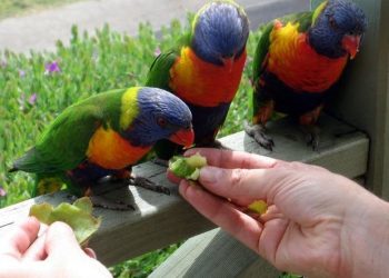 Feed birds to get rid of problems in life