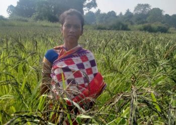 Koraput Kalajeera rice to get GI tag