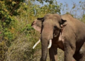 Farmer dies in elephant attack in Odisha