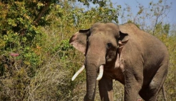 Farmer dies in elephant attack in Odisha