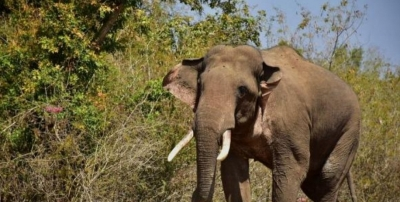 Farmer dies in elephant attack in Odisha