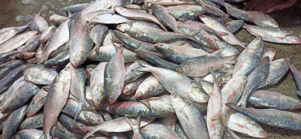 Hilsa missing from menu as fish catch nosedives