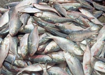 Hilsa fish