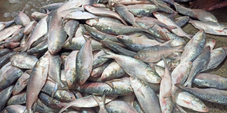Hilsa missing from menu as fish catch nosedives