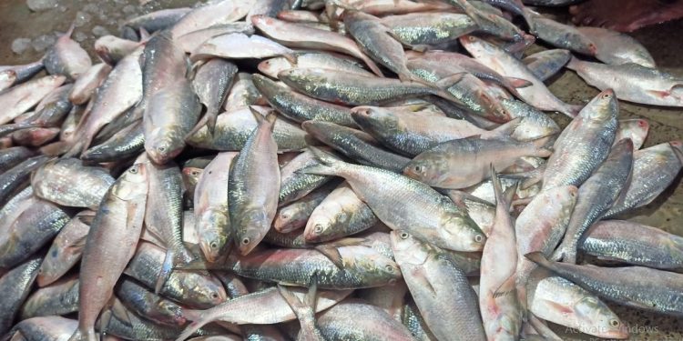 Hilsa fish