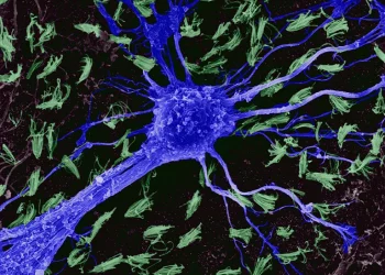Scientists map human, primate brains at cellular, genetic levels