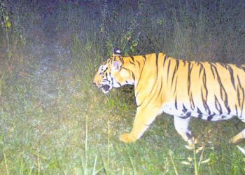 Tiger spotted again at Debrigarh forest in Odisha’s Sambalpur district