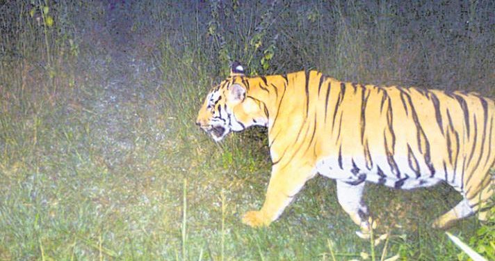 Tiger spotted again at Debrigarh forest in Odisha’s Sambalpur district