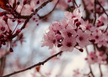 Cherry Blossom Festival