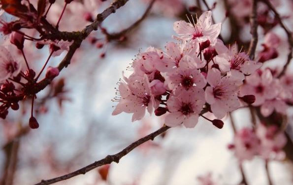 Cherry Blossom Festival