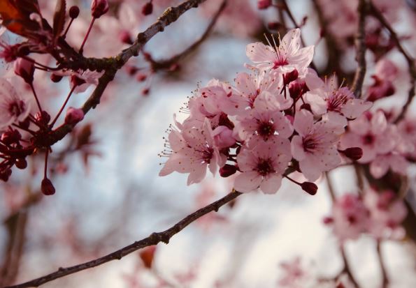 Cherry Blossom Festival