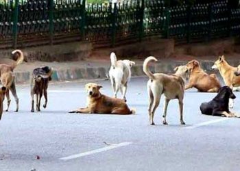 Dog Menace - Punjab and Haryana High Court - victim compensation