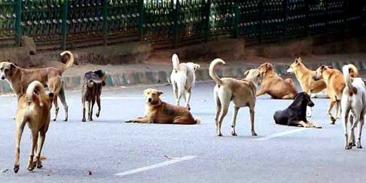Dog Menace - Punjab and Haryana High Court - victim compensation