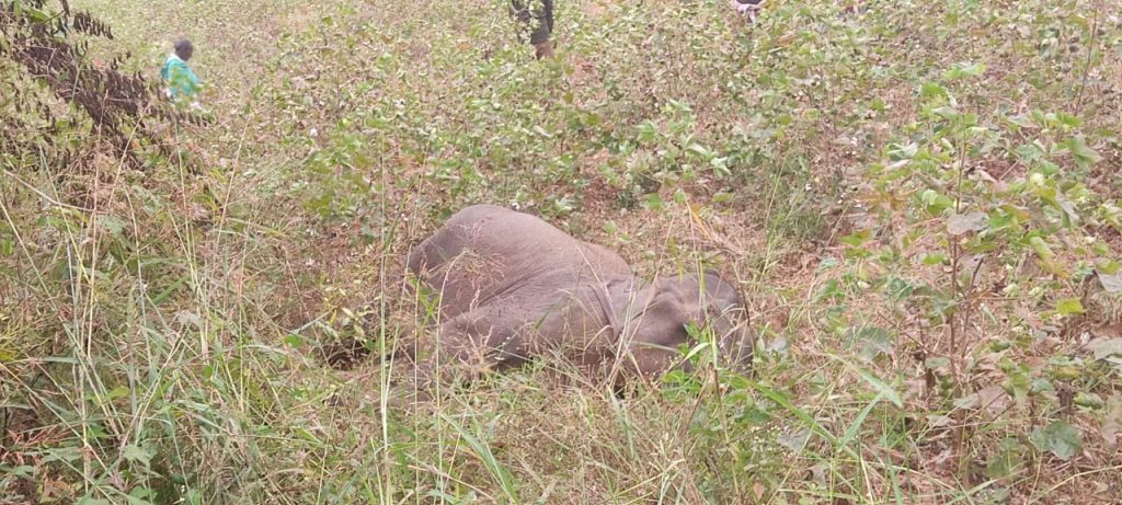 857 elephants died