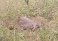857 elephants died