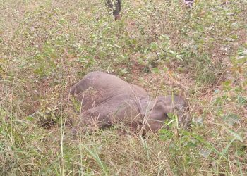857 elephants died