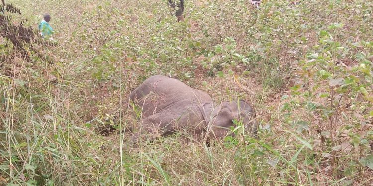 857 elephants died