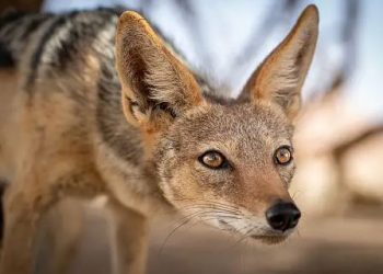 Jackal attack in Balasore