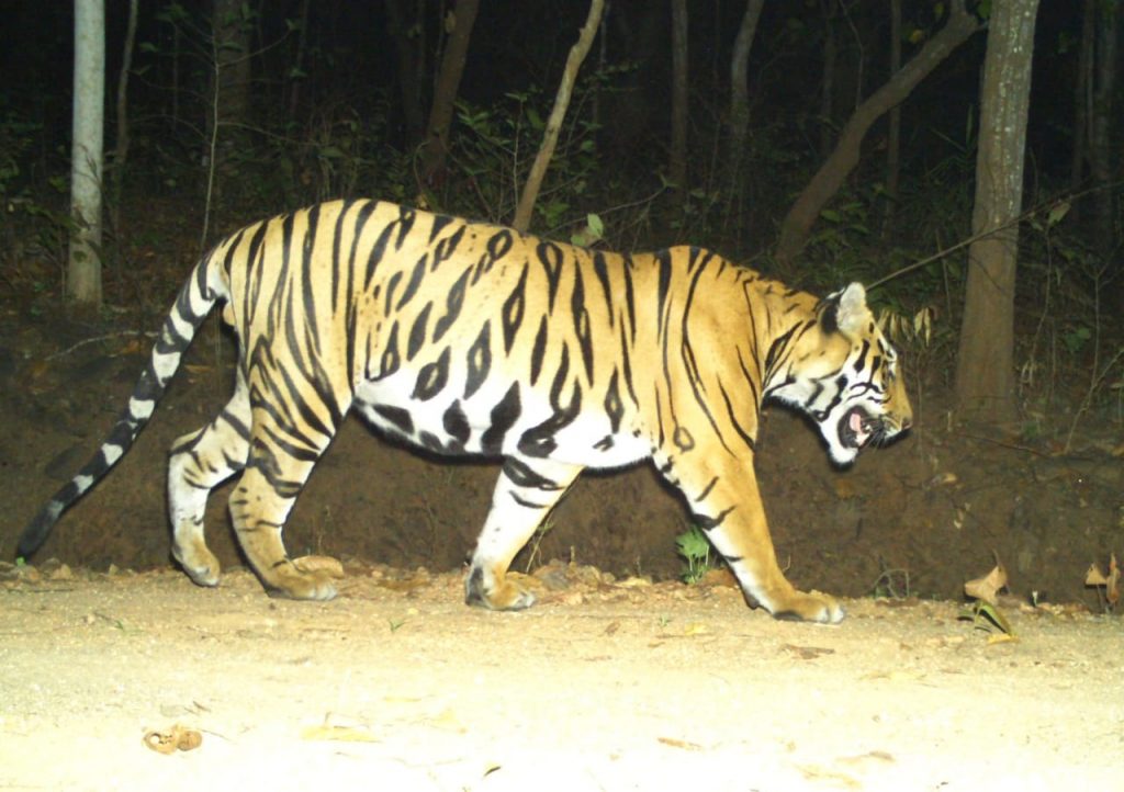Similipal