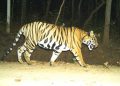 Similipal