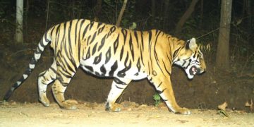 Similipal