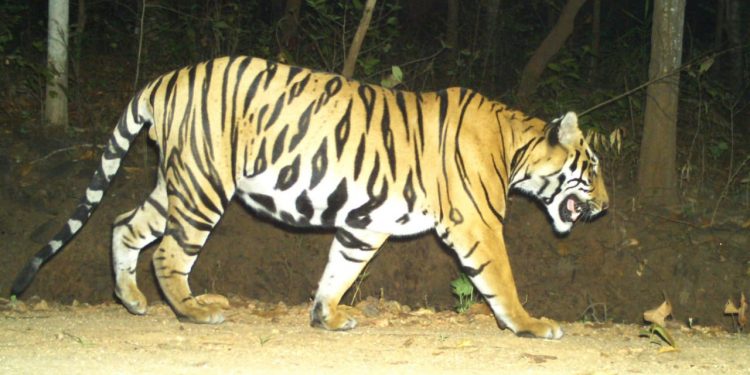 Similipal