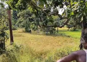Leopard attack in Odisha's Nuapada