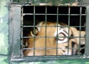 Man-eating tiger captured in Karnataka, shifted to Mysuru Zoo