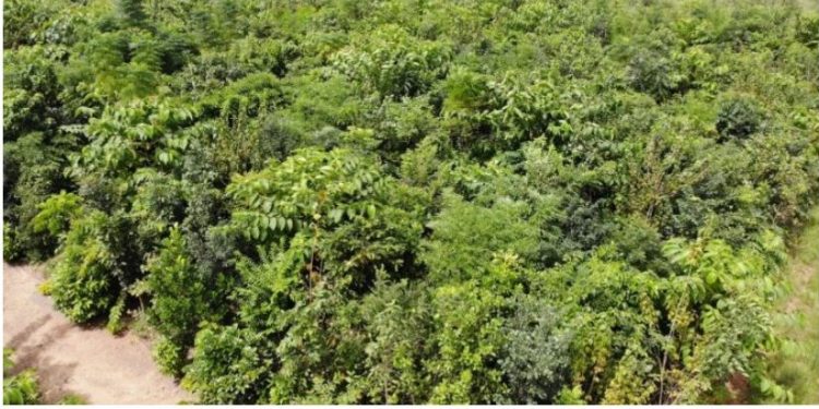 Odisha forest 2023