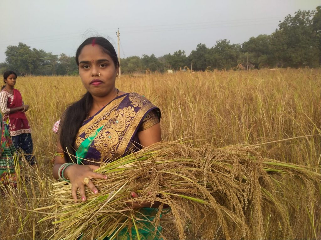 Millet Odisha Sundargarh 