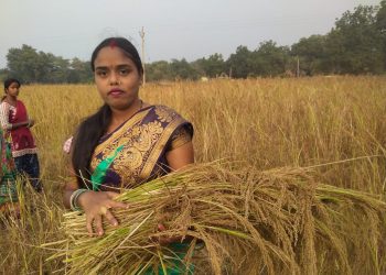Millet Odisha Sundargarh 