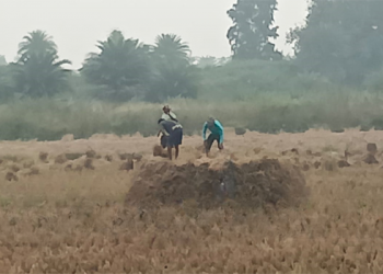 cyclone ‘Michaung' Odisha Farmer
