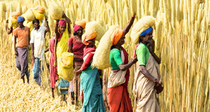 Millet production in Odisha