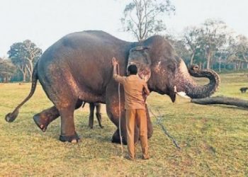 Odisha seeks 'Kumki' elephants from Tamil Nadu