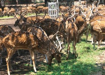 deer relocation