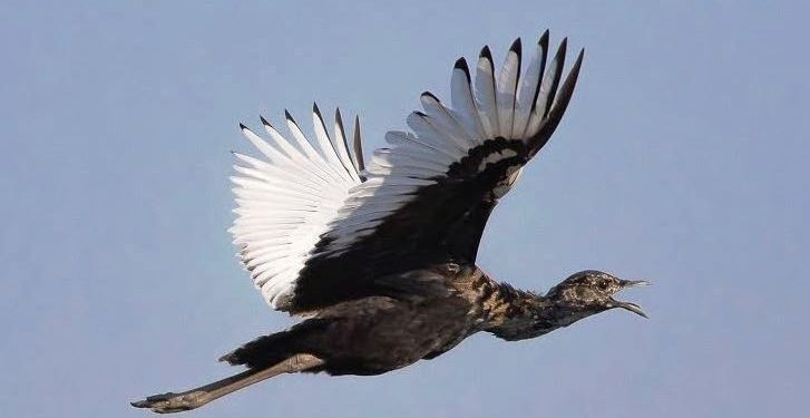 Bengal Florican